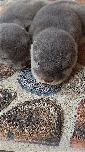 Banyak pikiran ll A lot of things in mind #siboni #sibona #otter #animals