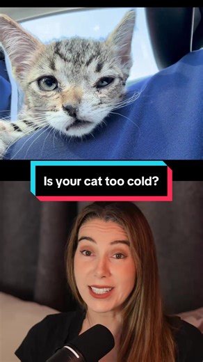Your cat is probably too cold in your home, and you don’t realize it. As a veterinarian, I wish more people understood a cat’s thermoneutral zone. For most cats, it’s 86 to 100°F, meaning this is the temperature range where they can maintain normal core body temperature without burning extra energy to warm up or cool down. Most homes sit around 68 to 72°F, which can feel fine to humans, but it can create chronic low-grade cold stress for cats. That’s why you see cats curled into tight balls, glu
