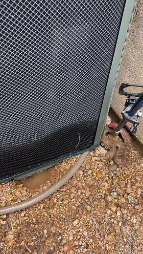Getting a Western Diamondback Rattlesnake out of a tight spot the safest way possible. This adult female was hiding out under a pool pump, and got a ride to a safer situation. | Rattlesnake Solutions