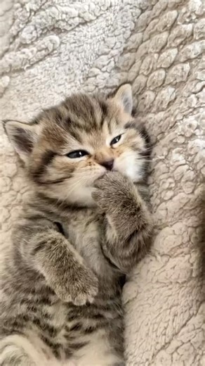 Cats' Utopia 🦋 | My shayla 🐾 ~ Follow for more 👉@catstopiya • • #kittens #babycats #tinycats #newbornkittens #cutekittenclub #smolcats #kittenlifejourney... | Instagram