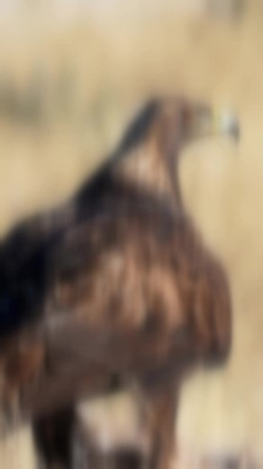 Warm, exotic fragrance blending rich, oriental notes for a luxurious scent experience. DESERT OUD... #DesertOud #LuxuryFragrance #OrientalScent #ExoticPerfume #WarmAndOpulent #FragranceForHimAndHer #TimelessElegance #RichAromas #OudPerfume #ScentOfLuxury