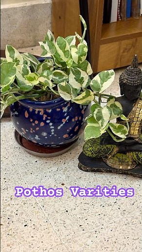 सुंदर Money plant Collection | Different Varieties of Money Plant |Lucky Indoor Money Plant for Home