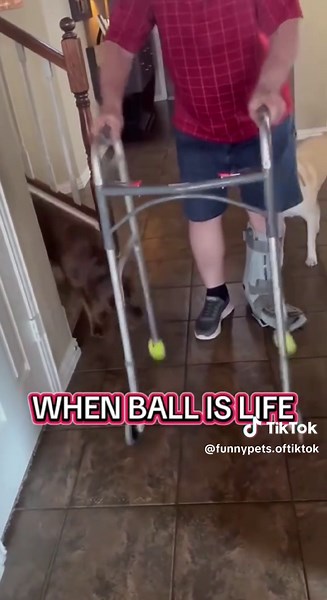 Funny Dogs Playing with Balls Compilation