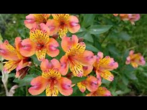 220-Alstroemeria(Peruvian lily) How to Grow and Care