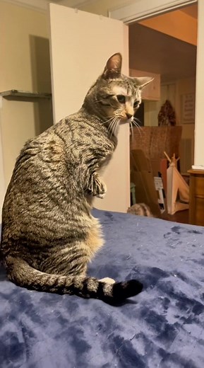 Cat and Roomba Funniest Moments Compilation