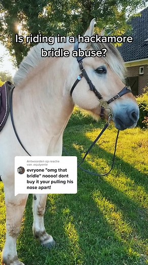 Benefits of Using a Hackamore Bridle for Your Horse