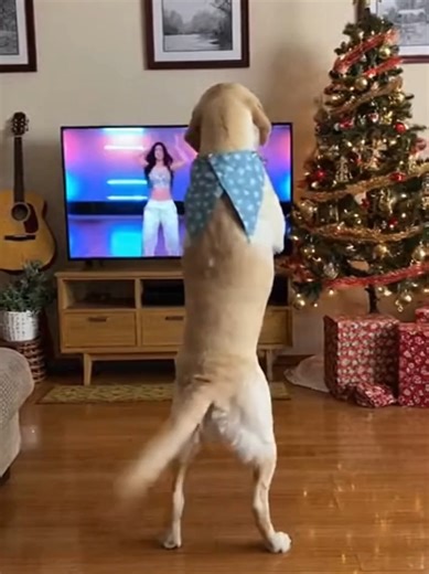 Dancing Dogs Compilation: Adorable Moments from TikTok