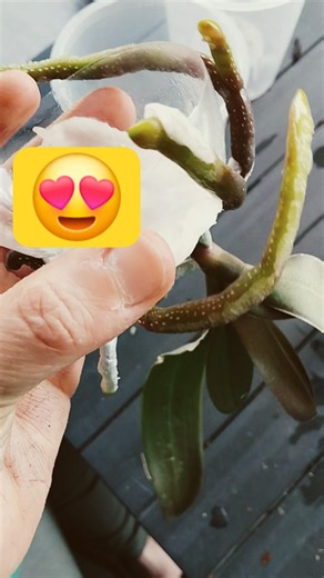 Healthy orchid roots😍 #rootsrevival #orchid #orchidcare