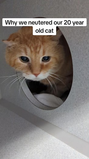 Grandpa Morrie was neutered on Thursday. I knew he was unfixed when I took him - because of his age, it was recommended to fix him in a private clinic where he could be closely monitored. The first two weeks he was with me, he was so sad that he only smelled sad. He didn't smell like an unneutered male, just like a cat who was too sad to groom himself. He even developed a watery eye so when I visited him, it almost looked like he had a little tear stream going down his face. I didn't want to do 