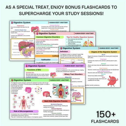 Anatomy and Physiology Study Guide With Flashcards | Fully Hyperlinked | 2024-25 Edition - Etsy