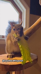 Happy friday ❤️ #squirrelwhisperer #followerseveryone #wildanimals #squirrelrescue #funnyanimals #squirrel #cuteanimals #animalrescue | Squirrel Whisperer