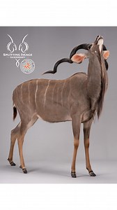 The Kudu is a truly elegant species to behold. This Kudu full mount in browsing pose showcases its large frame, beautiful markings, and characteristic long spiral horns. If you’re pursuing the Grey Ghost this season – consider a full mount to fully appreciate its presence and grace. #worthremembering #splittingimagetaxidermy #taxidermy #huntingsafari #fullmount #kudu #magazinecovermount | Splitting Image Taxidermy