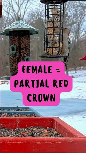 Red-Bellied Woodpecker Identification: Male vs Female