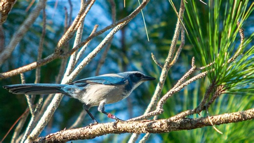 Scrub Jay walk through Jonathan Dickinson State Park