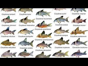 Corydoras ID Compilations part1| Awesome Cory Catfish For Aquarium| Corydoras Collection| Rare Cory