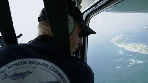 Cape Cod sharks are focus of new documentary ‘Great White Summer’ - The Boston Globe
