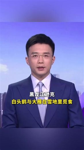 【援疆省市快讯】黑龙江逊克：白头鹤与大雁在雪地里觅食。#黑龙江#白头鹤#野生动物#人与自然和谐共生
