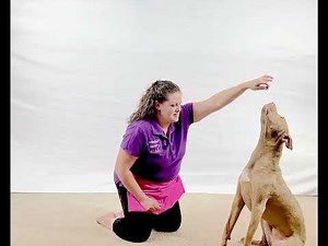 Teach Your Dog Sit Pretty, Easy Step by Step