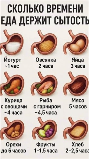 Сколько еда держит сытость? Ты удивишься 😳