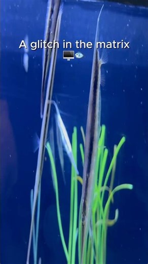These fish look like a glitch in the matrix! 🖥️🐟#shorts