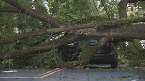 Massive tree collapses onto car in DC, driver not hurt
