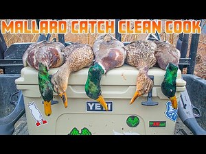 Mallard Duck - Catch Clean Cook (DELICIOUS!!)