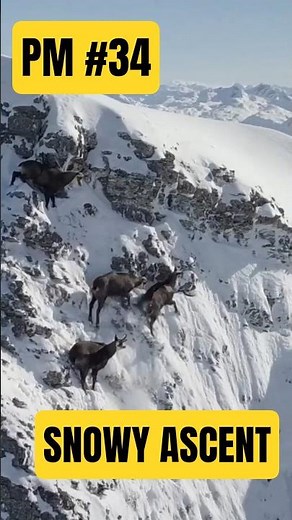 Mountain Goats Climbing a Snowy Peak – Predator Moments #34