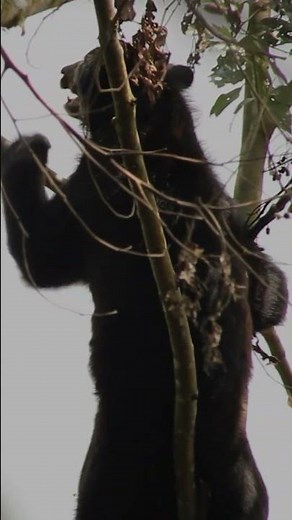 🐻El impresionante oso de anteojos