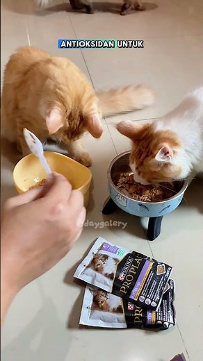 Premium kitten wet food from Pro Plan. #catsupplies #catwetfood #wetcatfood