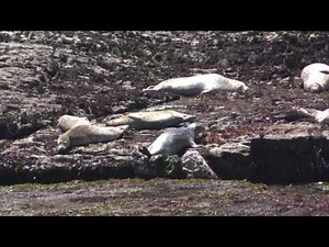 Point Arena, California