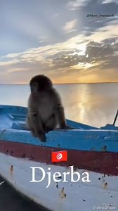 Djerba Tunisie 2024 Jaw jerbi | Jaw jerbi