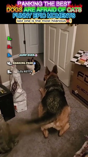 ranking the best Dogs being scared of Cats funny epic moments #shorts #viralshorts