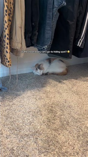 Why do cats always hide in closets?!