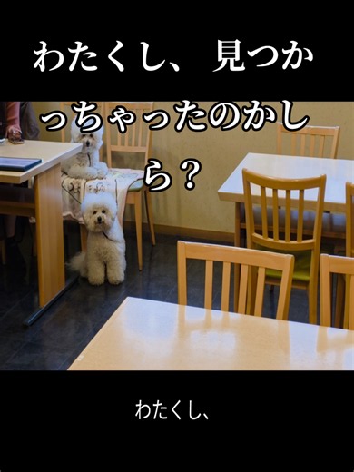御宿新生｜積丹ブルーと海鮮で作る思い出（シャコタン旅行ガイド）