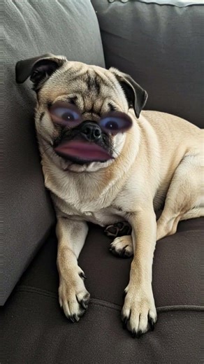 this is why you don't leave your pets home alone
