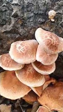 ЗАЛЁТНЫЙ ГРИБ!!! Шиитаке - как оказался в нашем лесу???