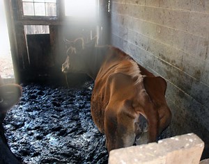 8 Cows Living In 'Filthy' Conditions Rescued From Bucks Co. Farm