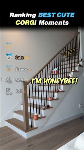 Ranking BEST CORGI Core Moments!! 🐶😂