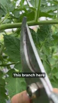 Why good airflow saves your entire tomato season #gardening #tomatoplants