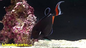 This high-energy, dramatic fish needs plenty of room to swim! | LiveAquaria.com