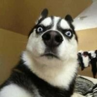 sjwse直播_sjwse直播_sjwse魔兽世界直播_sjwse斗鱼直播