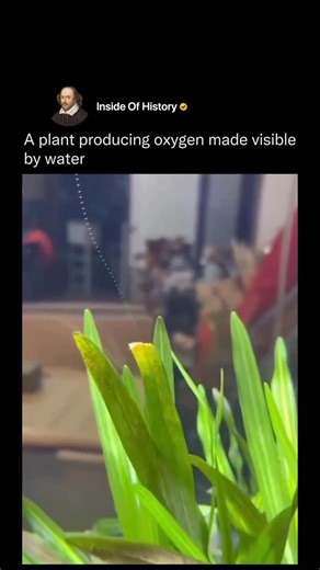 Inside Of History on Instagram: "A plant producing visible oxygen bubbles underwater is a classic demonstration of photosynthesis, most commonly observed in aquatic plants like Elodea. First widely documented through early biology experiments, this phenomenon helped scientists understand how plants convert light, water, and carbon dioxide into energy while releasing oxygen as a byproduct. When submerged in water and exposed to light, the oxygen forms tiny bubbles that collect on leaves and rise
