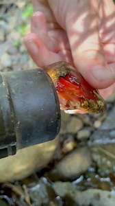Check out this juicy red color! Beautiful carnelian! All these rocks are usually covered in water during winter and spring. So much fun looking for gems when the water is all dried up. #rockhounding #agates #carnelian #creek #washington #explore #pnw #gem #crystals #hunting | Chris Sims