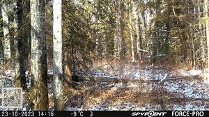 🦌𝟐 𝐦𝐢𝐧𝐮𝐭𝐞𝐬 𝟒𝟑 𝐬𝐞𝐜𝐨𝐧𝐝𝐞𝐬 𝐝𝐞 𝐩𝐨𝐮𝐫𝐬𝐮𝐢𝐭𝐞.🦌 je n’ai pas mis de musique pour vous permettre d'entendre les bruits et vocalises. SPYPOINT-Canada @spypointcamera #equipespypoint | La chasse avec Charles Dorris