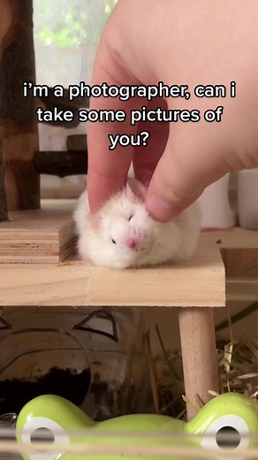 the sweetest and most angelic face on earth 🥺 #mice #mouse #petmice #petmouse #fancymouse #fancymice #cute #cuteanimals #animals #rodent #rodents #rodentlove #fluffypets #mousebreeder #fyp #foryou #foryoupage #trend #imaphotographer #canitakeapictureofyou