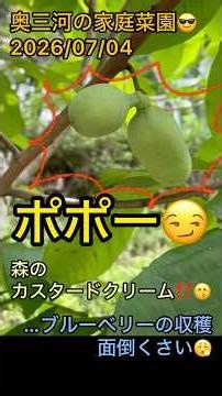 ポポー😏森のカスタードクリーム⁉️😙#家庭菜園 #Kitchengarden #ブルーベリー #ポポー #田舎暮らし