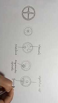 easy step by step diagram of microspore development to pollen grain