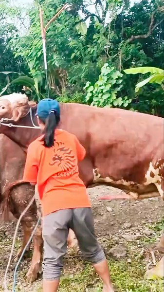 Understanding Cow Mating Season for Farm Growth