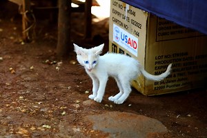 5 of the worst USAID scandals in history