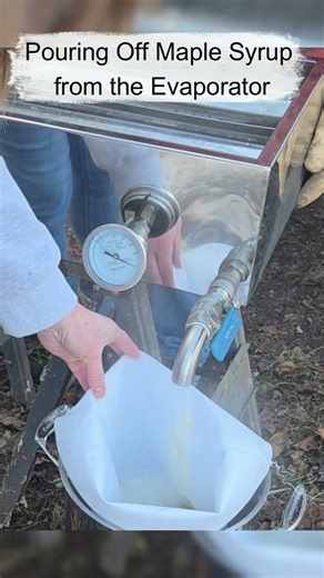 Pouring off Maple Syrup